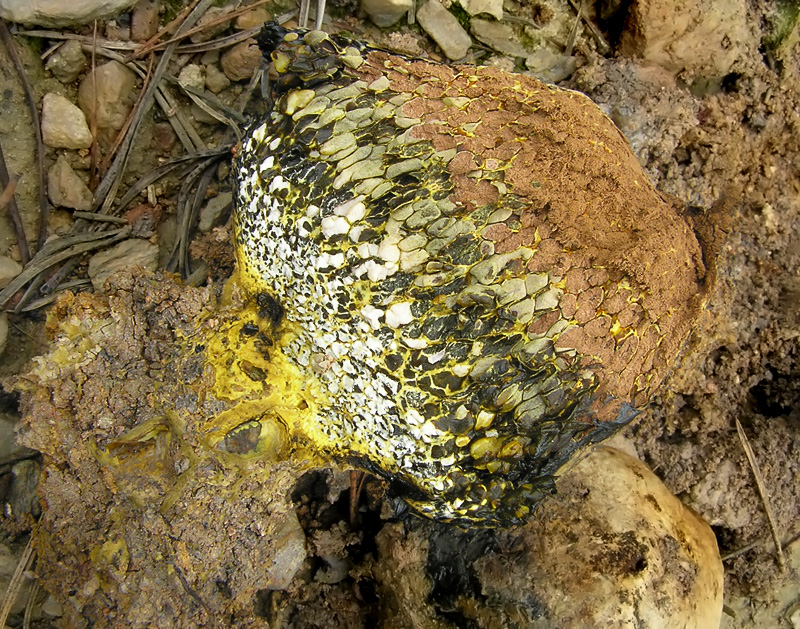 Pisolithus tinctorius